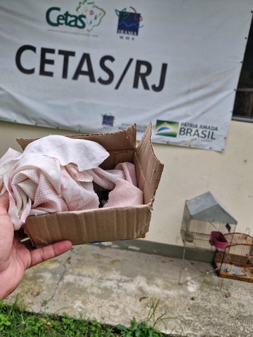 Registro 2: Resgate de Gambá e Maritaca
