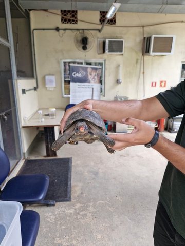 Entrega Voluntária de Jabuti na SEMAM